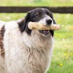 Dog Wood Chews Natural Puppies Calming Teething Toys Chewers Teeth - Image 6