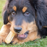 Dog Wood Chews Natural Puppies Calming Teething Toys Chewers Teeth - Image 4