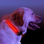 HALO MINI Illuminated Pet Collar - Image 2