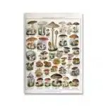 Vintage Adolphe Millot Encyclopedia Poster | Botanical Mushrooms Herbs Flowers Insect Canvas Print | Wall Art Decor Living Room Home - Image 14