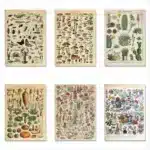 Vintage Adolphe Millot Encyclopedia Posters and Prints Botanical Mushrooms Herbs Flowers Insect Canvas Paintings Wall Art Decor - Image 2