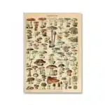 Vintage Adolphe Millot Encyclopedia Poster | Botanical Mushrooms Herbs Flowers Insect Canvas Print | Wall Art Decor Living Room Home - Image 10