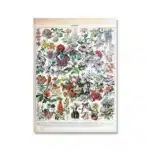 Vintage Adolphe Millot Encyclopedia Poster | Botanical Mushrooms Herbs Flowers Insect Canvas Print | Wall Art Decor Living Room Home - Image 13