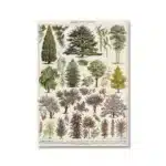 Vintage Adolphe Millot Encyclopedia Poster | Botanical Mushrooms Herbs Flowers Insect Canvas Print | Wall Art Decor Living Room Home - Image 9