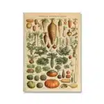 Vintage Adolphe Millot Encyclopedia Poster | Botanical Mushrooms Herbs Flowers Insect Canvas Print | Wall Art Decor Living Room Home - Image 11
