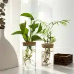Desktop Hydroponic Glass Planter Vase | Plant Propagation Station for Home Decor - Image 3