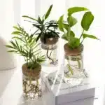 Desktop Hydroponic Glass Planter Vase | Plant Propagation Station for Home Decor - Image 2