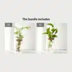Desktop Hydroponic Glass Planter Vase | Plant Propagation Station for Home Decor - Image 10