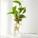 Desktop Hydroponic Glass Planter Vase | Plant Propagation Station for Home Decor - Image 11