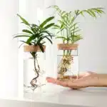 Desktop Hydroponic Glass Planter Vase | Plant Propagation Station for Home Decor
