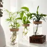Desktop Hydroponic Glass Planter Vase | Plant Propagation Station for Home Decor - Image 5