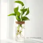 Desktop Hydroponic Glass Planter Vase | Plant Propagation Station for Home Decor - Image 4