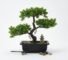 1pc artificial bonsai tree a zen garden accent artificial plant pp material black planter home office party decoration review